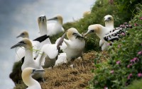 /album/sea-birds/bempton-1031-jpg/